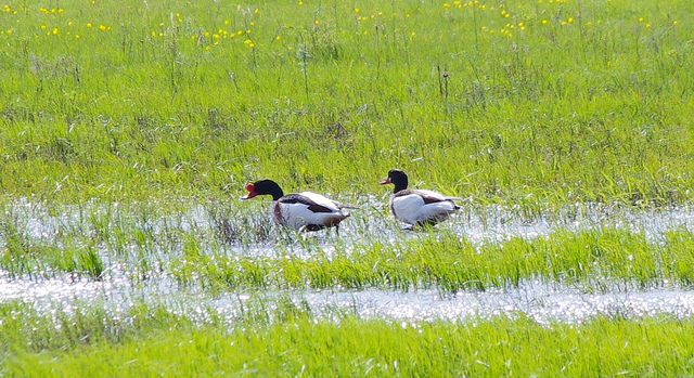 サリャルカ - カザフスタン北部のステップと湖沼群
