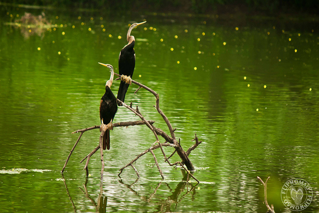 ケオラデオ国立公園