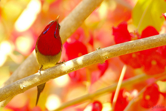 カジランガ国立公園