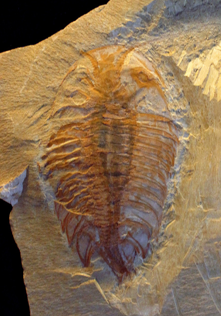 澄江の化石出土地域