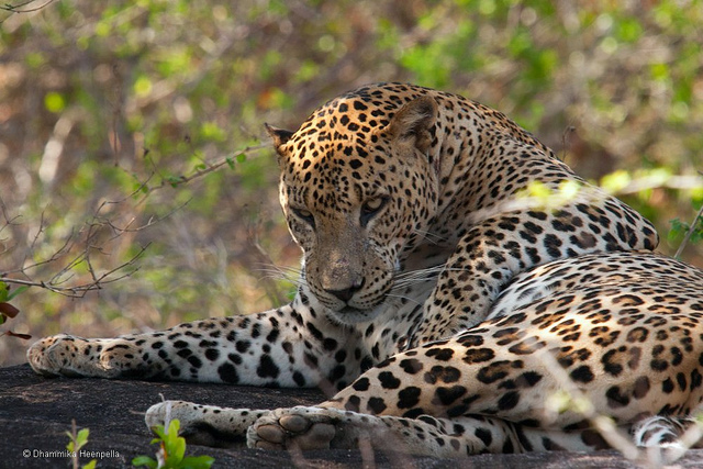 スリランカの中央高地