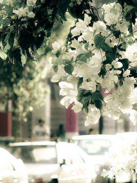 テルアビブの白い都市