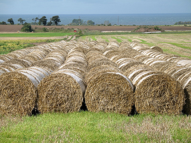 エーランド島南部の農業景観