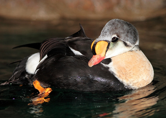 ヴェガオヤン-ヴェガ群島