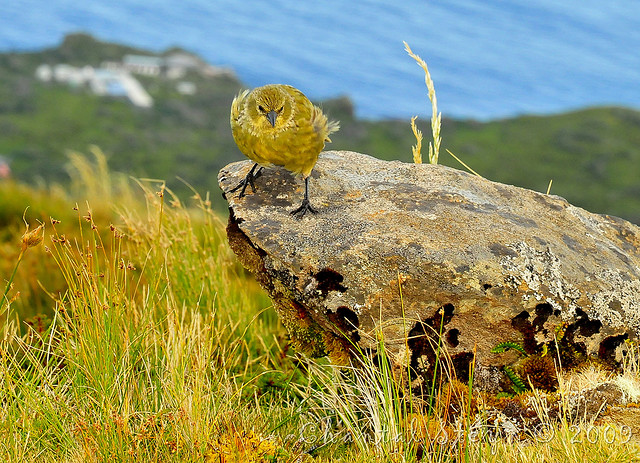 ゴフ島及びインアクセシブル島