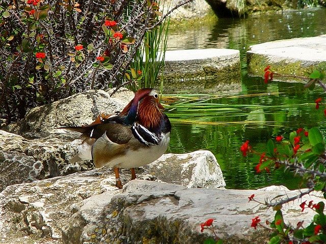 エルチェの椰子園