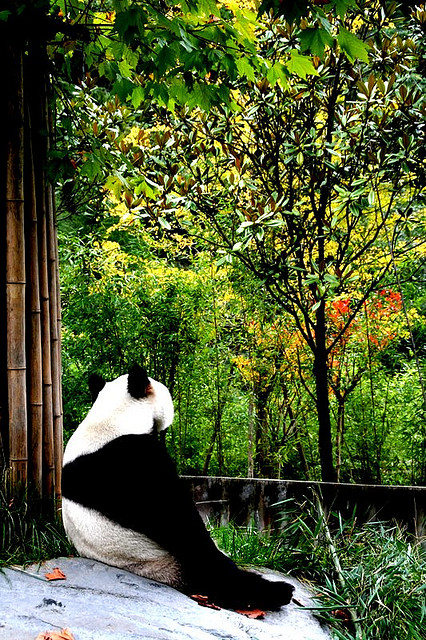 四川ジャイアントパンダ保護区群