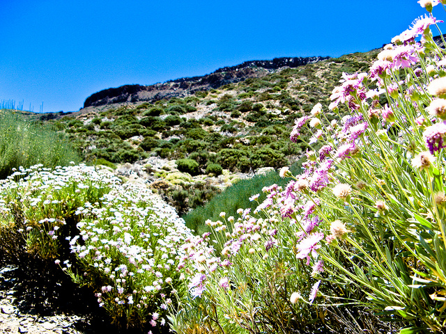 テイデ国立公園
