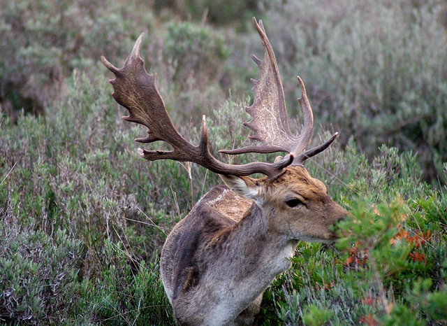 ドニャーナ国立公園