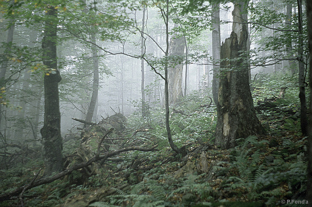 カルパチア山地のブナ原生林（スロバキア側）