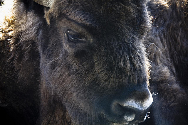 ベラヴェシュスカヤ・プーシャ/ビャウォヴィエジャの森