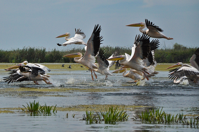 ドナウ・デルタ