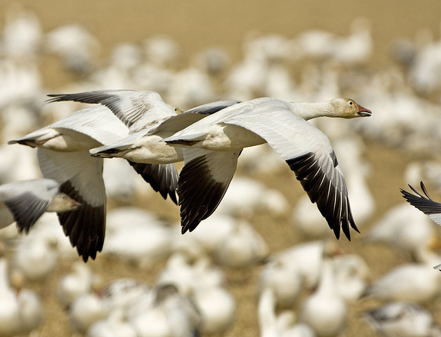 ランゲル島保護区の自然生態系