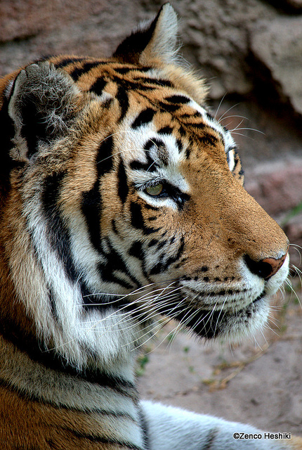 中央シホテ-アリン