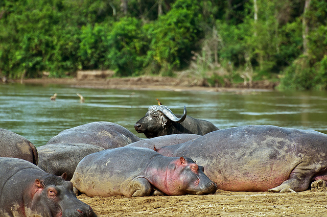 ヴィルンガ国立公園