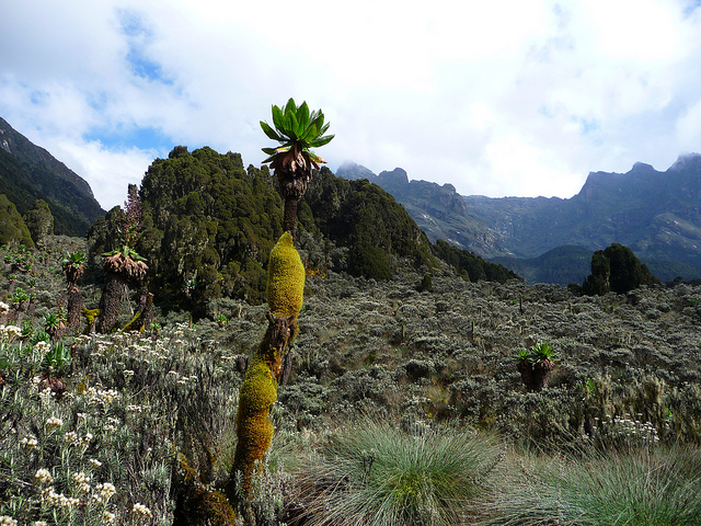 ルウェンゾリ山地国立公園