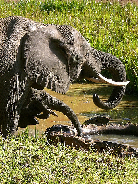ケニア山国立公園