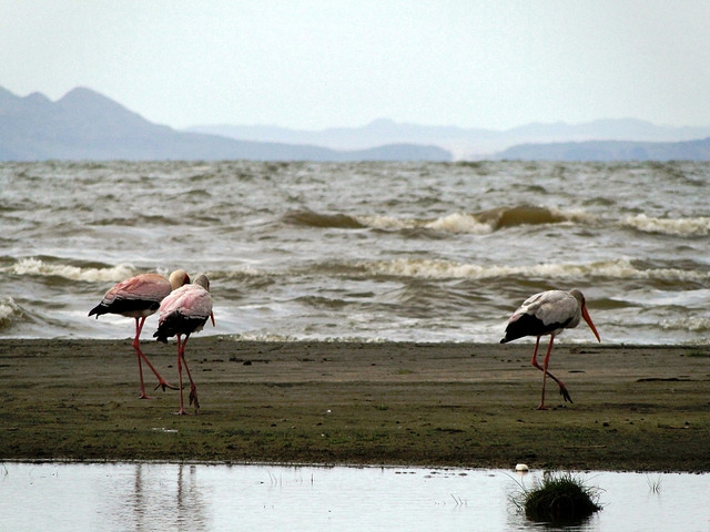 トゥルカナ湖国立公園群