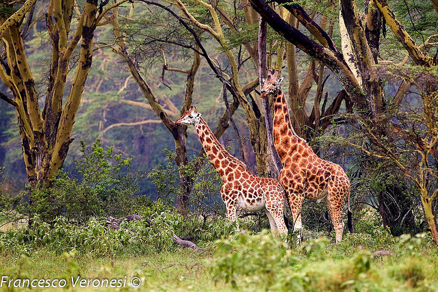 ケニアのグレート・リフト・バレー湖沼地域