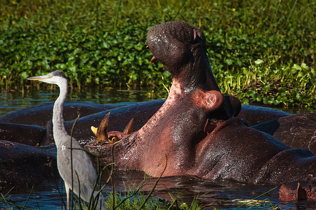 ンゴロンゴロ保全地域