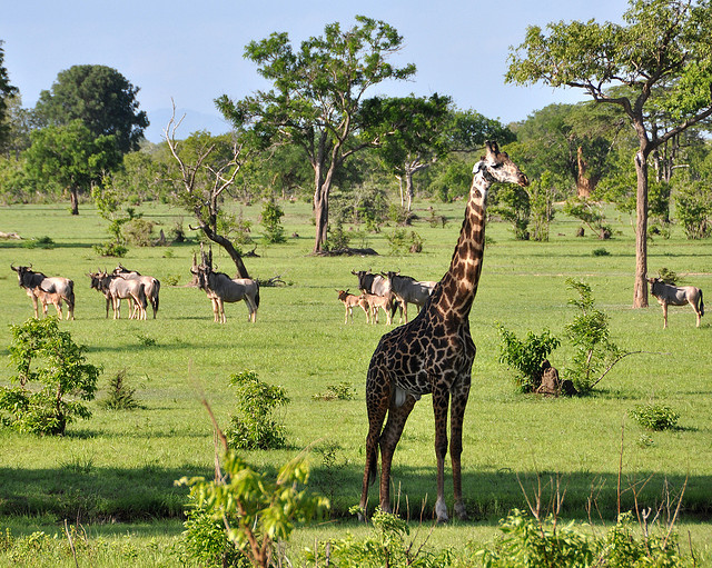 セルー・ゲーム・リザーブ