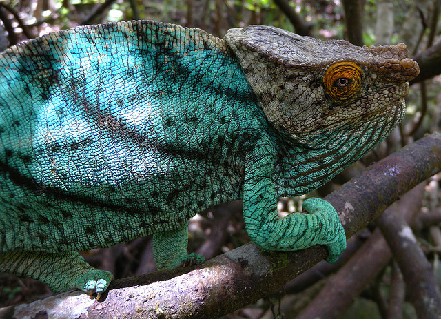 アツィナナナの雨林