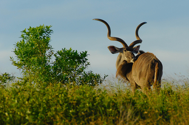 イシマンガリソ湿地公園
