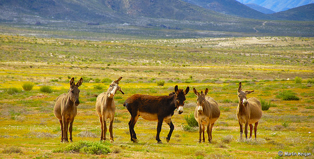 リフタスフェルトの文化的及び植生景観