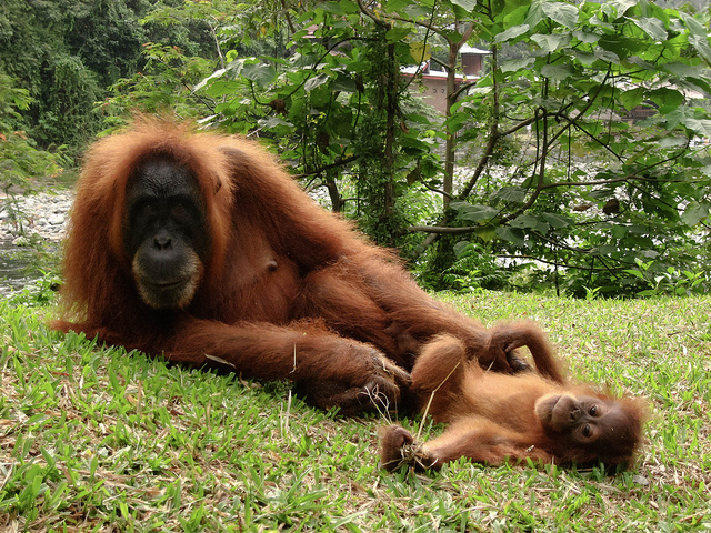 スマトラの熱帯雨林遺産