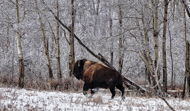 ウッド・バッファロー国立公園