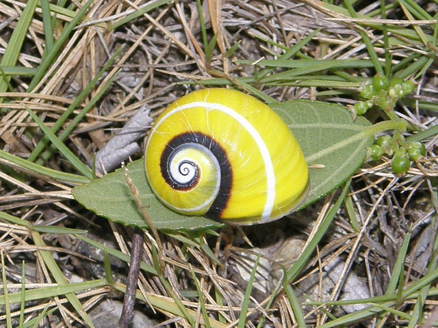 アレハンドロ・デ・フンボルト国立公園