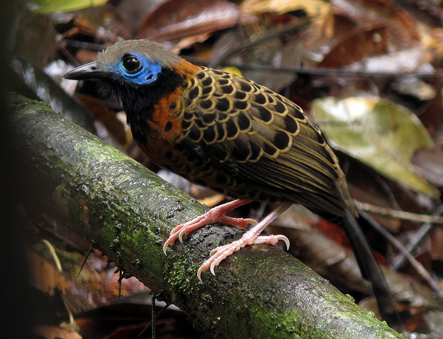 ダリエン国立公園