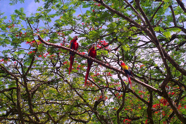 コパンのマヤ遺跡