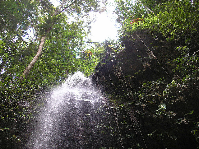 中央スリナム自然保護区