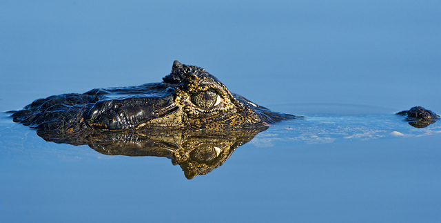 パンタナル保全地域　