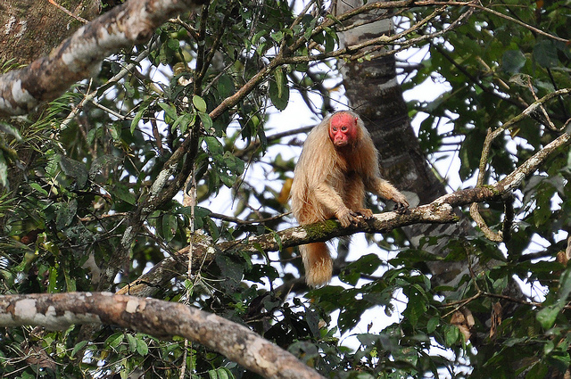 中央アマゾン保全地域群