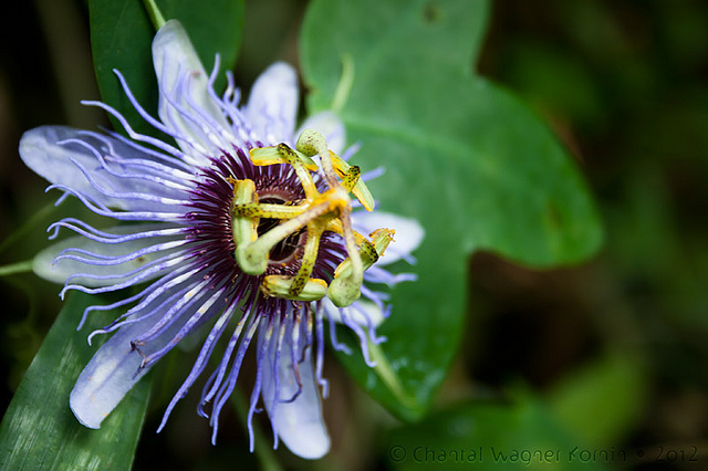 サウス-イースト大西洋岸森林保護区群