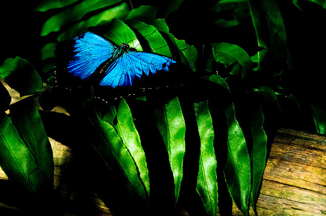 クインズランドの湿潤熱帯地域