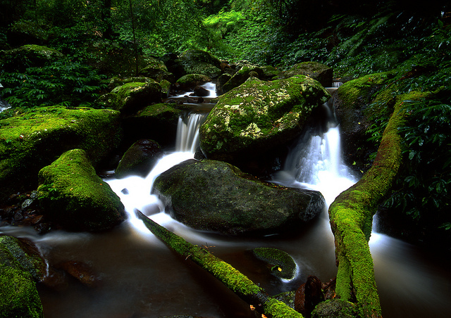 オーストラリアのゴンドワナ雨林