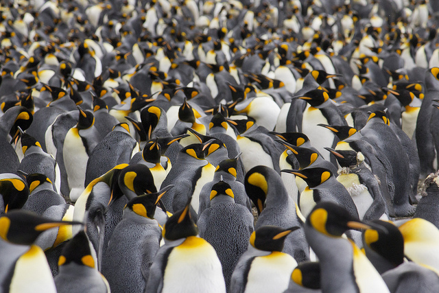 マッコーリー島